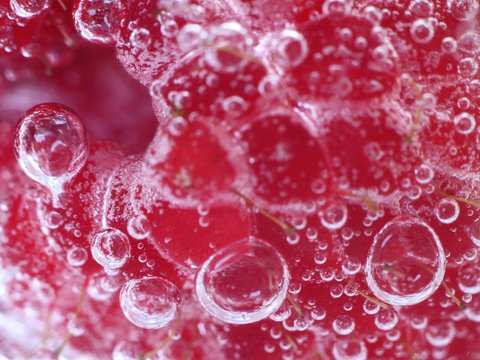 raspberry in water (Rubus idaeus)