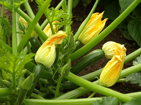 plant de courgettes
