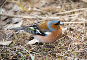 Portrait of chaffinch