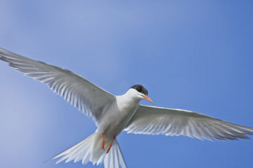 river tern in flight
