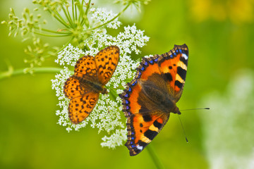 Fototapeta na wymiar dwa piękne motyle