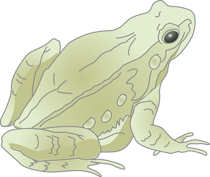 Frosch