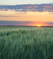 Wheat and sunset