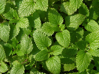 tips of lemon balm/Spitzen der Zitronenmelisse