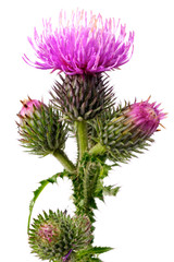 Burdock flowers