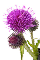Burdock flowers