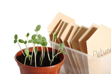 Seedlings in pot and seed packets