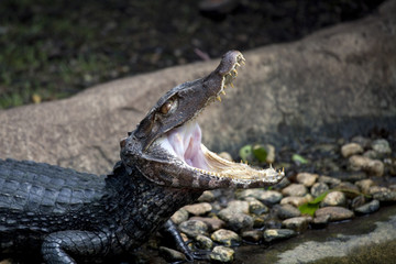 Musky Caiman Yawning