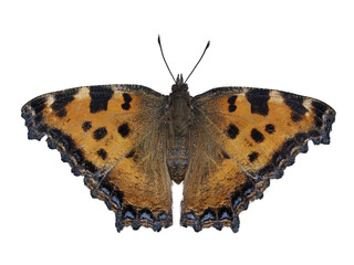 Schmetterling
