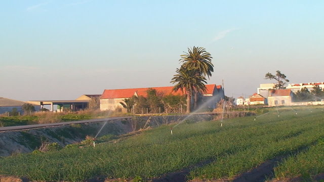 Water sprinklers in farm