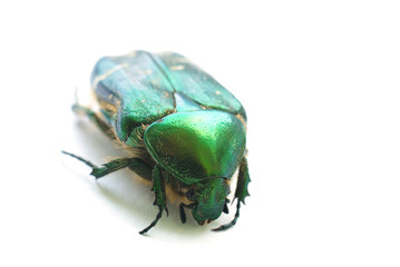 flower chafer isolated on white