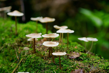 toadstools on trunk of tree