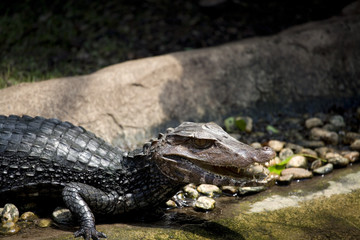 Musky Caiman
