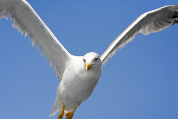 Seagull