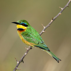 Little Bee-eater on branch