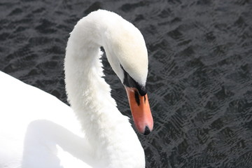Fototapeta premium Schwan