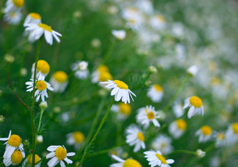 Flowers of a wild chamomile