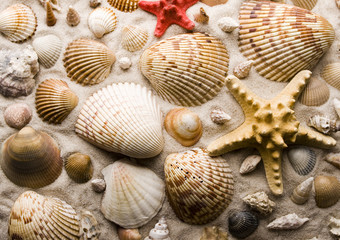 Shells