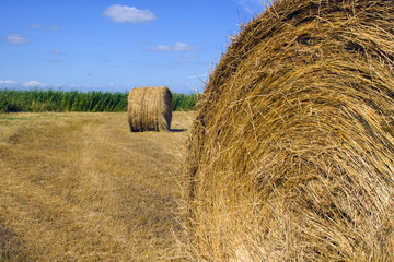 paysage de moissons dans les marais en Vendée