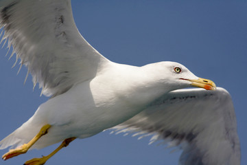 Seagull