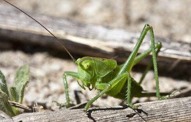 Saltamontes antenado