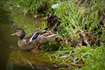 Duck with ducklings