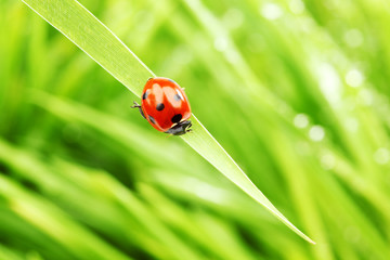 ladybug on grass