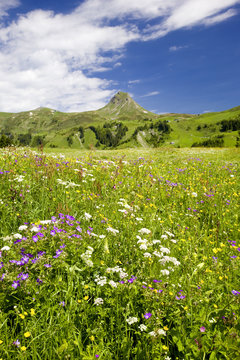 Alpen-Blumenwiese