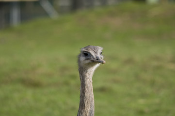 Ostrich Portrait