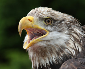 Weißkopf Seeadler