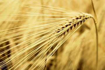 wheat closeup