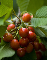 cherries
