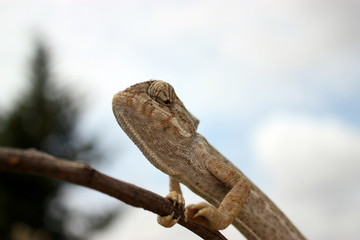 camaleão