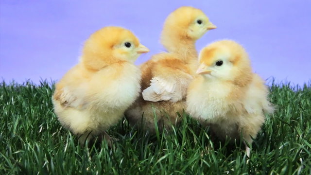 Baby Chicks