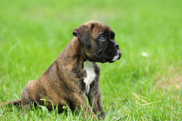 Boxerwelpe 92