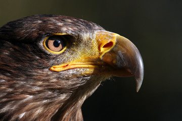 weißkopfseeadler 5