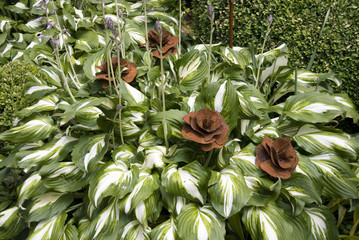 Hosta mit Rosenblüten
