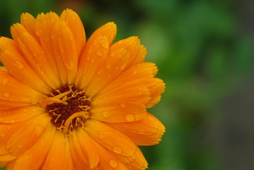 Souci sous la pluie ou pot marigold