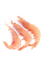 Grupo de gambas