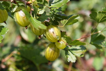 Obraz premium Stachelbeeren