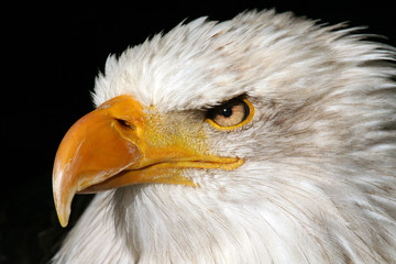 weißkopfseeadler 6
