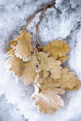 frozen oaks leafs