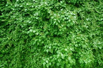 Obraz premium green ivy