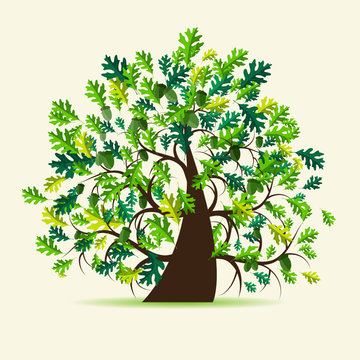 Oak tree, summer