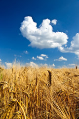 Getreideähren im Sommer unter blauem Himmel