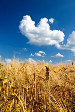 Getreide&auml;hren im Sommer unter blauem Himmel
