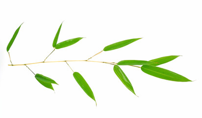bamboo twig