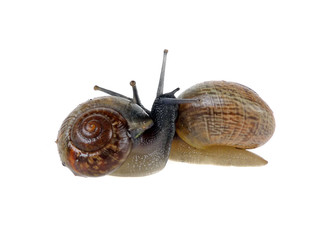 snails