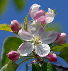 apple tree flowering