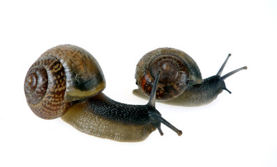 snails isolated